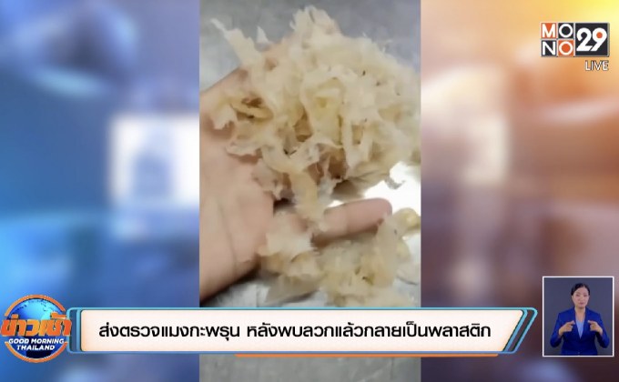 เก็บแมงกะพรุนไปตรวจ หลังพบลวกแล้วกลายเป็นพลาสติก