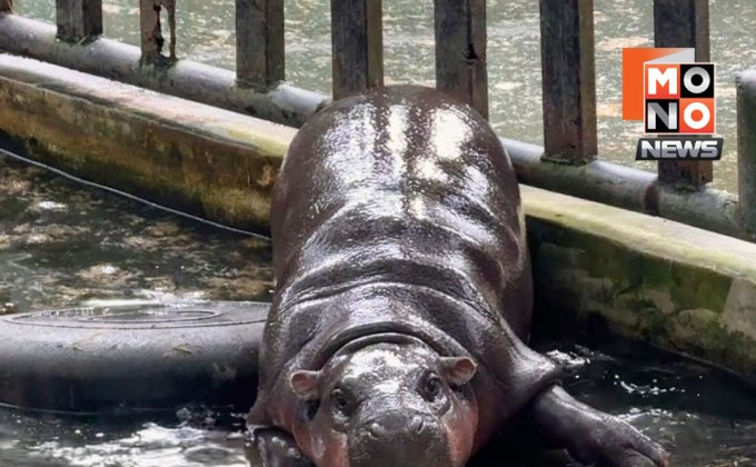 “หมูเด้ง” ครบ 1 ขวบ! สวนสัตว์เขาเขียวจัดงานวันเกิด 10-13 ก.ค.