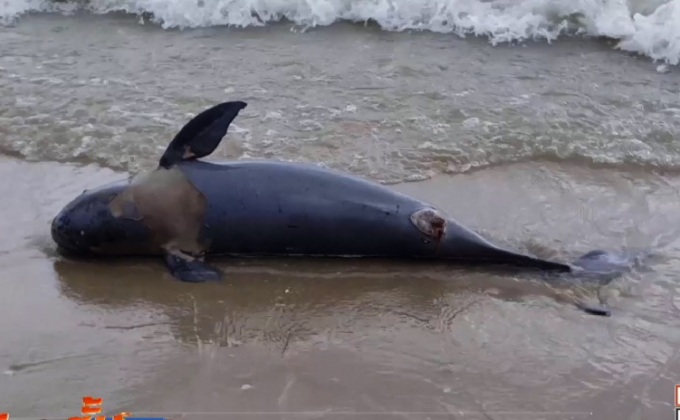 พบโลมาอิรวดีตายที่ชายหาดแหลมผักเบี้ย