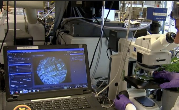 MIT คิดค้นเซนเซอร์ป้องกันภาวะขาดน้ำในพืช