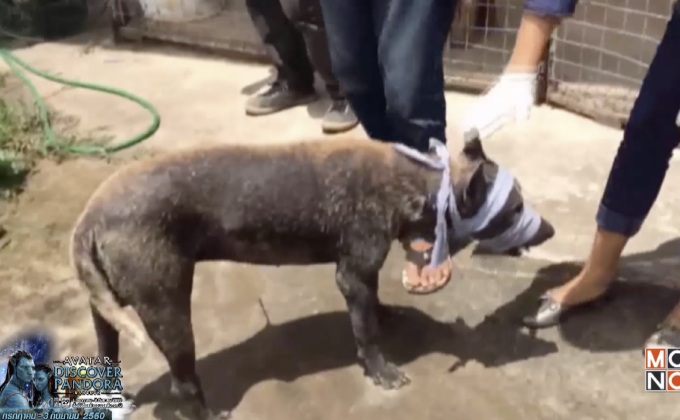 สุนัขถูกเหล็กแหลมยิง บาดเจ็บสาหัส