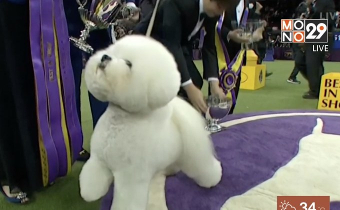 สุนัขบิชองฟริเซ่คว้าแชมป์ประกวดสุนัข