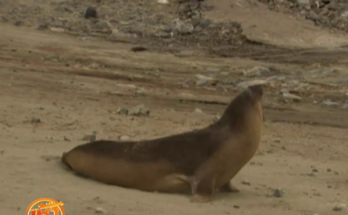 ภารกิจติดตาม “แมวน้ำช้าง”