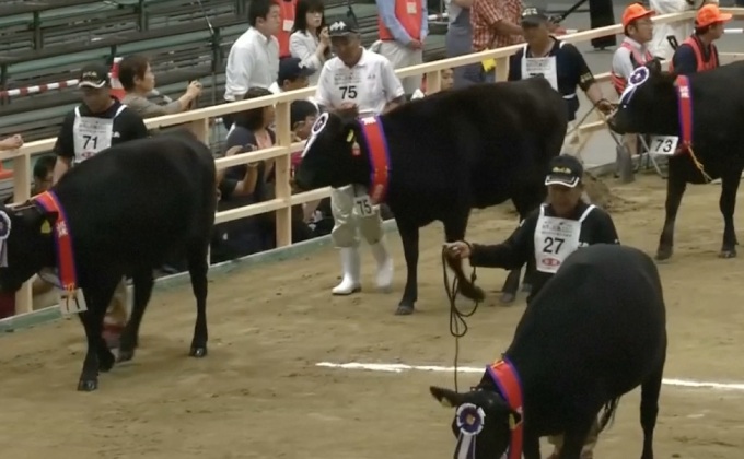 ญี่ปุ่นจัดประกวดสุดยอดโคเนื้อพันธุ์วากิว