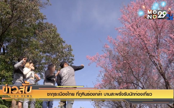 ซากุระเมืองไทย ที่ภูหินร่องกล้า บานสะพรั่งรับนักท่องเที่ยว