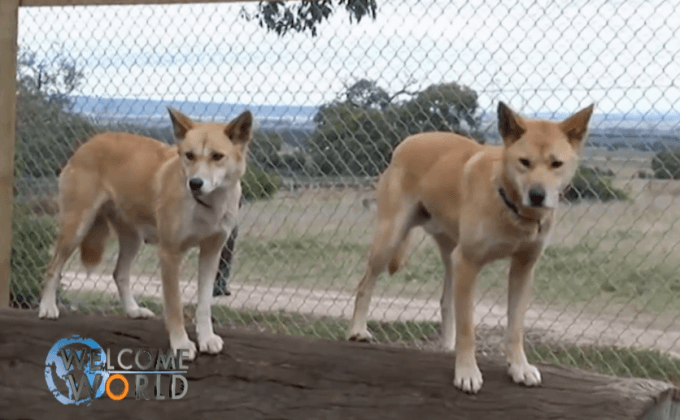 ออสเตรเลียเพาะเลี้ยงหมาป่าดิงโก