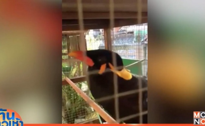 นกขุนทองแสนรู้ แหลงใต้ชัดแจ๋ว