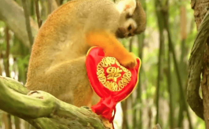 ตรุษจีนลิงในสิงคโปร์