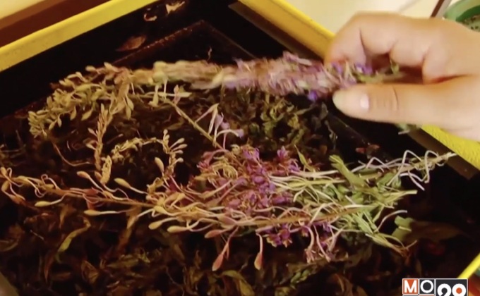 “ชาไฟร์หวีด” กำลังได้รับความนิยมสูงขึ้น