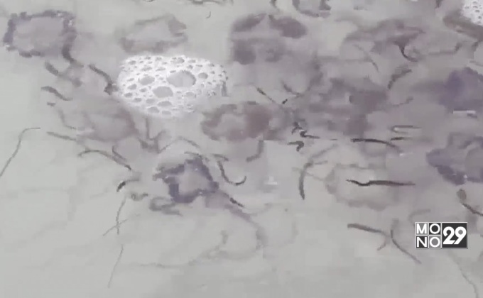 พบแมงกะพรุนไฟโผล่เกาะห้อง จ.กระบี่