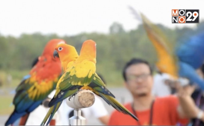 นกแก้วปากขอบินโชว์ออกกำลังกาย