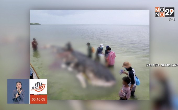 วาฬเกยตื้นที่อินโดฯ พบพลาสติกกว่า 6 กก.ในท้อง