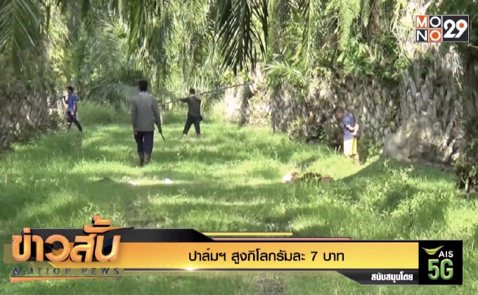 ตรัง ราคาปาล์มฯ พุ่งสูง กก.ละ 7.8 บาท