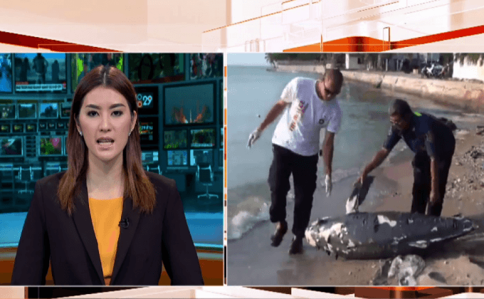 พบซากโลมาลอยติดฝั่ง อ.ศรีราชา จ.ชลบุรี