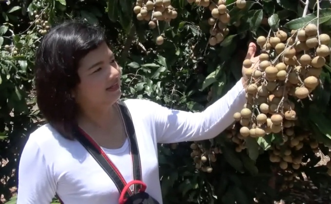 ชาวสวนใจดี เปิดชิมฟรีลำไยเมืองกาญฯ