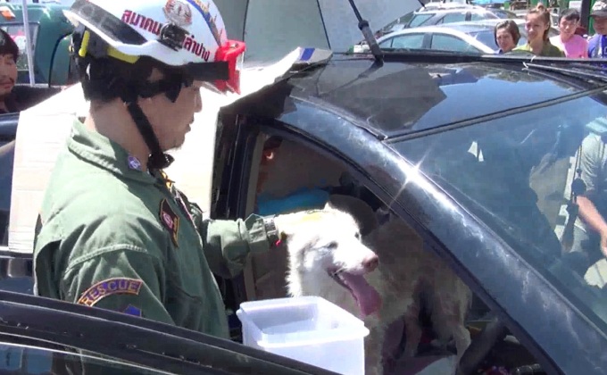 พบสุนัข-แมวกว่า 10 ตัวถูกขังลืมในรถยนต์