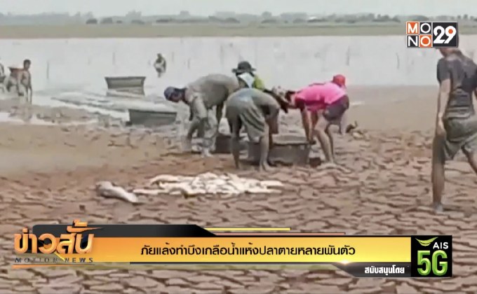 ภัยแล้งทำบึงเกลือน้ำแห้งปลาตายหลายพันตัว