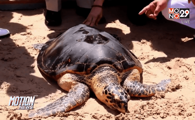 ปล่อยเต่าทะเล 984 ตัว เฉลิมพระเกียรติ