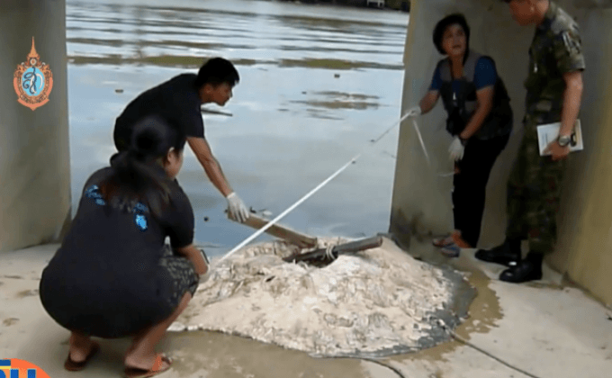 ผู้เชี่ยวชาญชี้ปลากระเบนราหูอาจตายถึง 100 ตัว