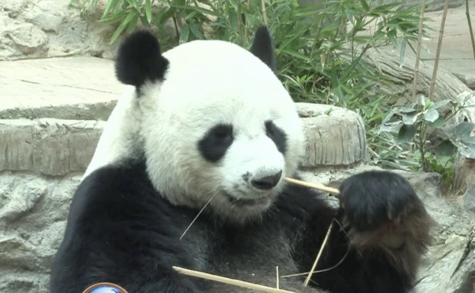 ‘ช่วงช่วง’แพนด้าขวัญใจชาวไทยตายแล้ว