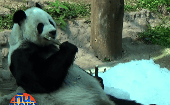 ใช้น้ำแข็งใสคลายร้อนให้สัตว์