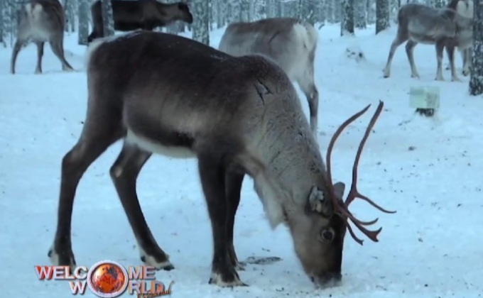 แอพป้องกันอุบัติเหตุจากกวางเรนเดียร์