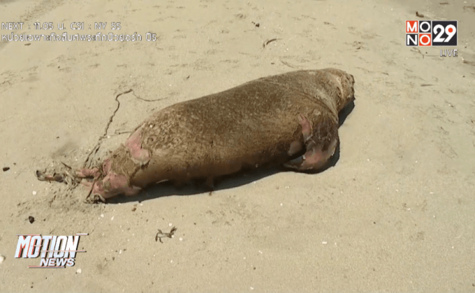 พบสิงโตทะเลหลายสิบตัวเกยตื้นในชิลี