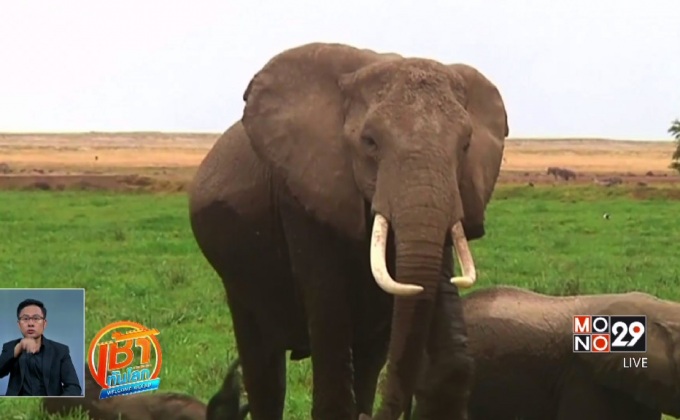 ช้างเป็นสัตว์เลี้ยงลูกด้วยนมที่นอนน้อยที่สุด