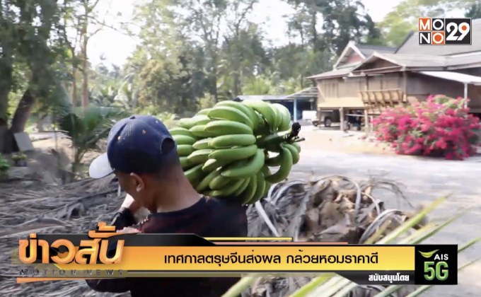 เทศกาลตรุษจีน ส่งผล กล้วยหอมราคาดี