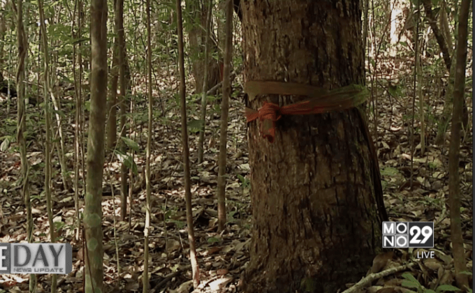 บวชต้นไม้ต้นที่ 50 ล้านเพื่อเทิดพระเกียรติ