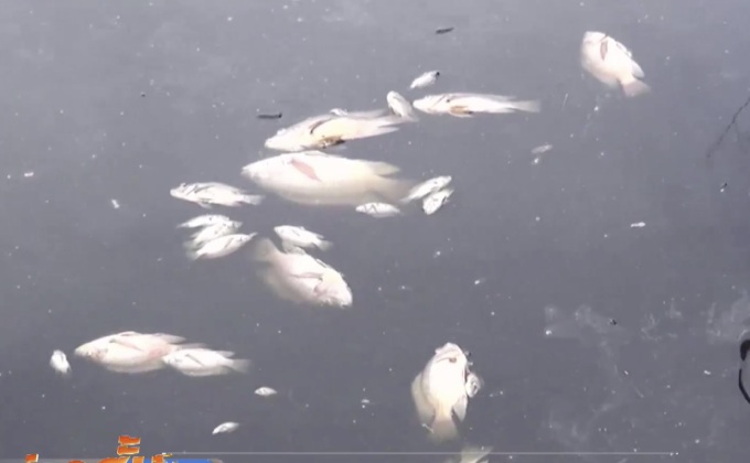 ปลาในสระบัวแหลมสมิหลาทยอยตาย