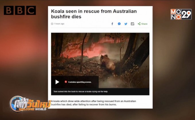 โคอาลาที่บาดเจ็บจากไฟป่าถูกการุณยฆาต