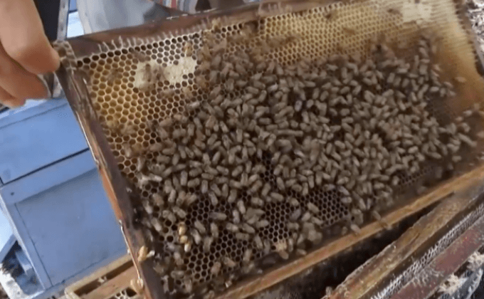 ภัยแล้งกระทบเลี้ยงผึ้ง พิษณุโลก