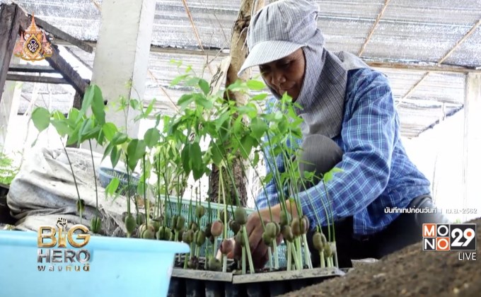 Big hero พลังคนดี : ตอน วีโจ้ ผู้สร้างผืนป่า Ourland ตอน 2