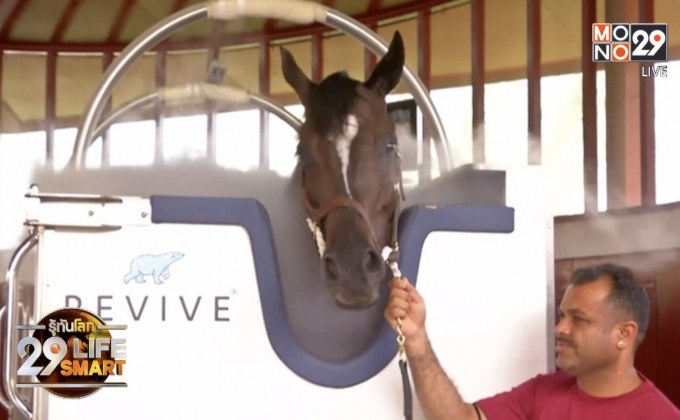 29 LifeSmart : Sport Tech – การบำบัด “ม้าแข่ง” ด้วยความเย็น