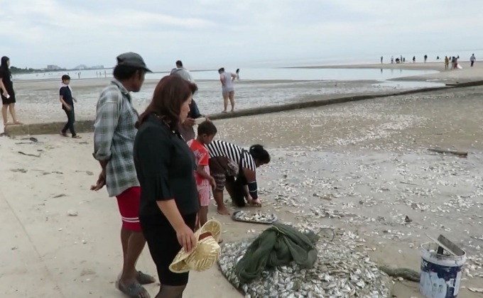 แห่จับสัตว์น้ำหาดหัวหิน หลังเกิดปรากฏการณ์ “น้ำเบียด”