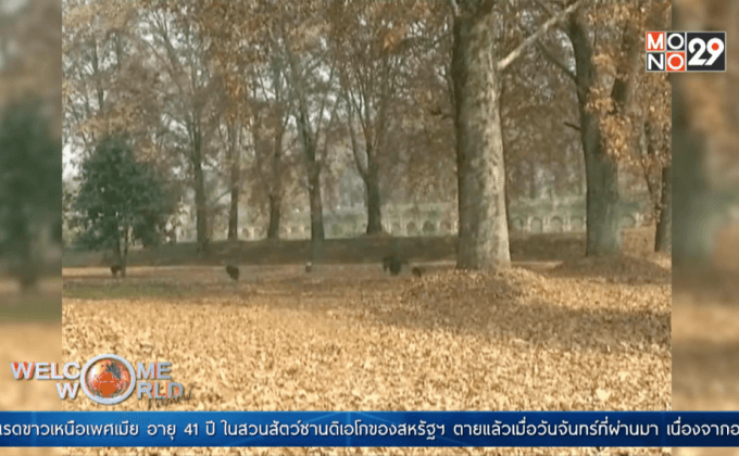 นักท่องเที่ยวแห่ชมใบไม้สีทองในแคชเมียร์