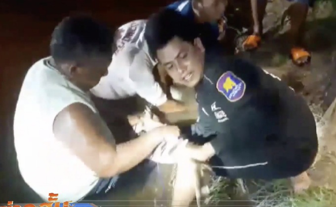 จับจระเข้บริเวณสระน้ำกลางทุ่งนา จ.ปราจีนบุรี