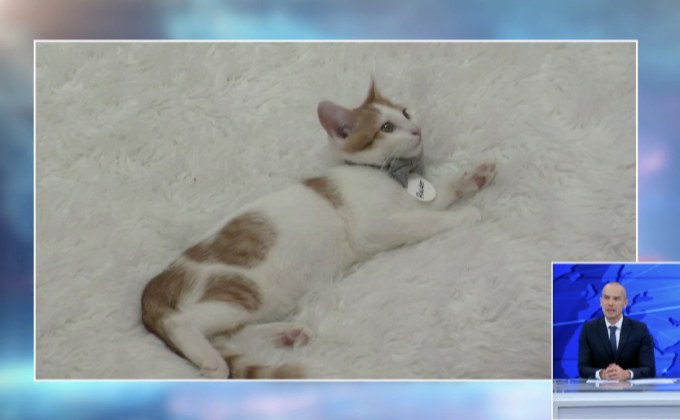 คาเฟ่น้องแมวไร้บ้านในสหรัฐฯ