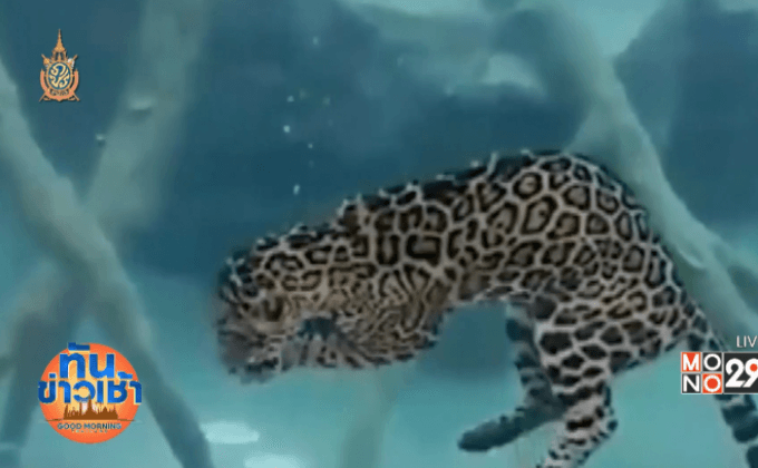 ปิดตำนานเสือจากัวร์ โชว์ดำน้ำเชียงใหม่ไนท์ซาฟารี