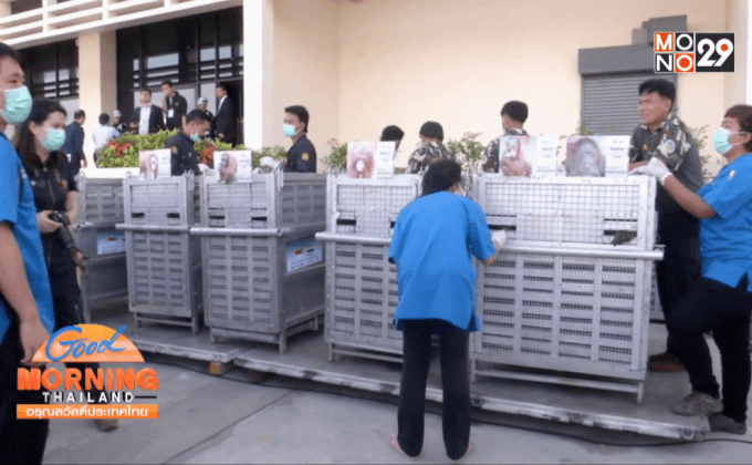 ไทยส่งมอบอุรังอุตังกลับอินโดนีเซีย