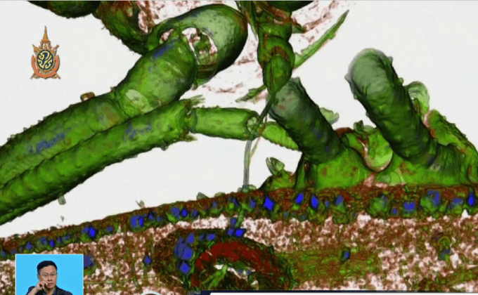 เทคโนโลยีสแกนหาแมลงทำลายต้นส้ม