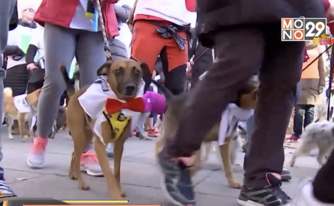 กิจกรรมพาสุนัขเดินเล่นในสเปน