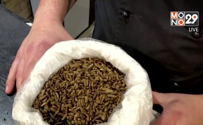 29 LifeSmart : LIFESTYLE  ร้านอาหารแมลงแห่งแรกในแอฟริกาใต้