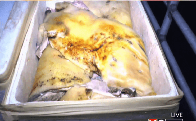 จับรถลอบขนหมูป่าชำแหละกว่า 5,000 กก.