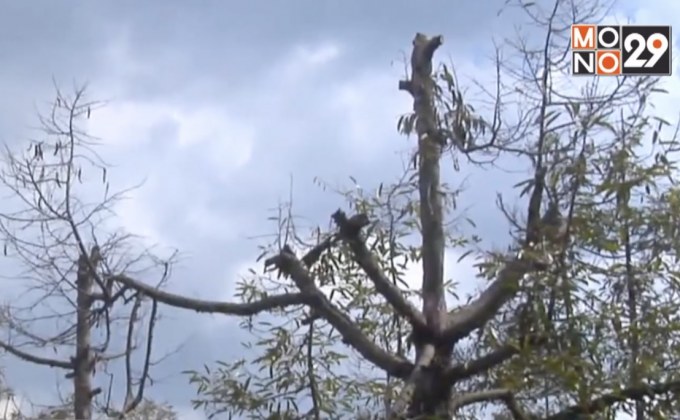 ภัยแล้งกระทบสวนทุเรียน จ.ปทุมธานี