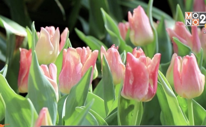 ​นทท.แห่ชมทิวลิปชุดแรก บานสะพรั่ง กว่า 3 พันดอก