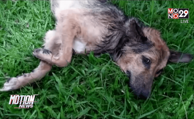 พลเมืองดีกระโดดน้ำช่วยสุนัขเร่ร่อน