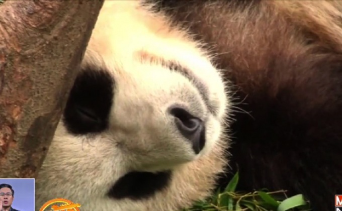 ไขปริศนา ทำไมแพนด้ามีสีขาว-ดำ