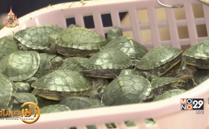 ​ศุลกากรมาเลเซียยึดเต่าแก้มแดงกว่า 5,000 ตัว